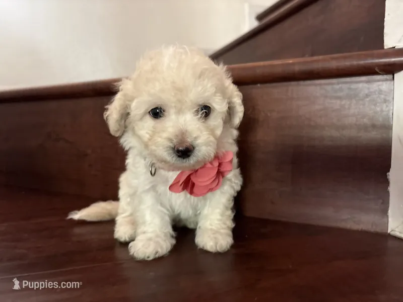 Maltipoo puppy girl 3 – Maltipoo, Poodle - Toy  puppy for sale in Chino, CA