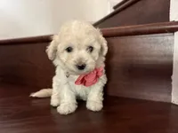 Maltipoo puppy girl 3, a female Maltipoo and Poodle - Toy  for sale in Chino, CA – 1 of 5