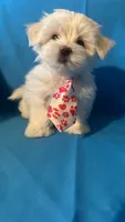 Maltese puppy 3, a male Maltipoo and Maltese for sale in Chino, CA – 3 of 4