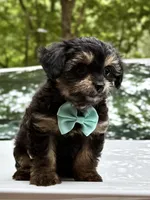 Tiny , a male Miniature Aussiedoodle for sale in Austell, GA – 1 of 2