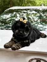 Lilly , a female Miniature Aussiedoodle for sale in Austell, GA – 2 of 2