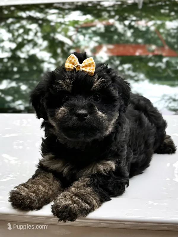 Lilly  – Miniature Aussiedoodle puppy for sale in Austell, GA
