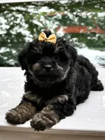 Lilly , a female Miniature Aussiedoodle for sale in Austell, GA – 1 of 2