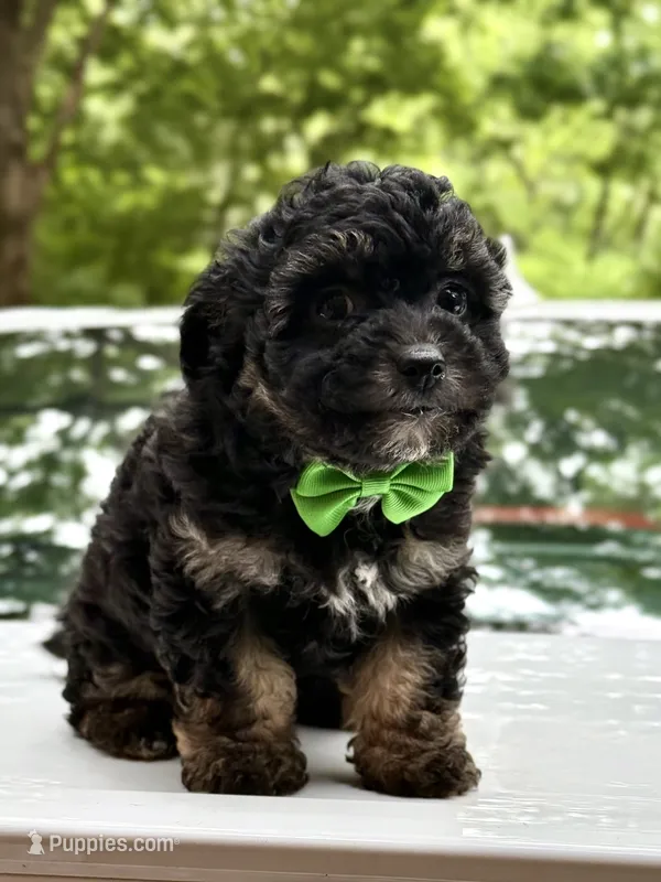 Jr – Miniature Aussiedoodle puppy for sale in Austell, GA