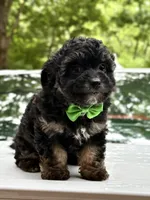 Jr, a male Miniature Aussiedoodle for sale in Austell, GA – 1 of 2
