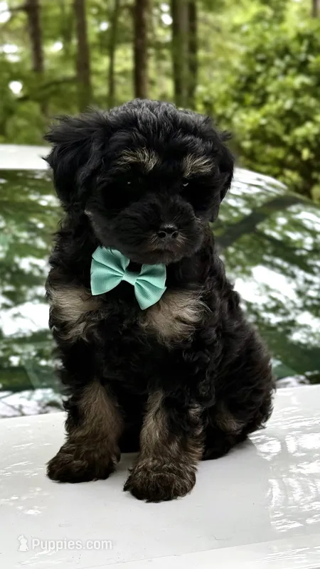 Jax – Miniature Aussiedoodle puppy for sale in Austell, GA