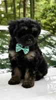 Jax, a male Miniature Aussiedoodle for sale in Austell, GA – 1 of 2