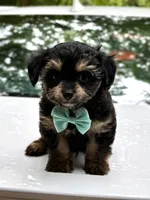 Tiny , a male Miniature Aussiedoodle for sale in Austell, GA – 2 of 2