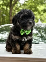Jr, a male Miniature Aussiedoodle for sale in Austell, GA – 2 of 2