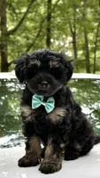 Jax, a male Miniature Aussiedoodle for sale in Austell, GA – 2 of 2