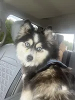 Lady, a female Pomsky for sale in Fredericksburg, TX – 4 of 5