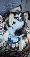 Lady, a female Pomsky for sale in Fredericksburg, TX – 2 of 5