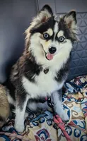 Lady, a female Pomsky for sale in Fredericksburg, TX – 3 of 5