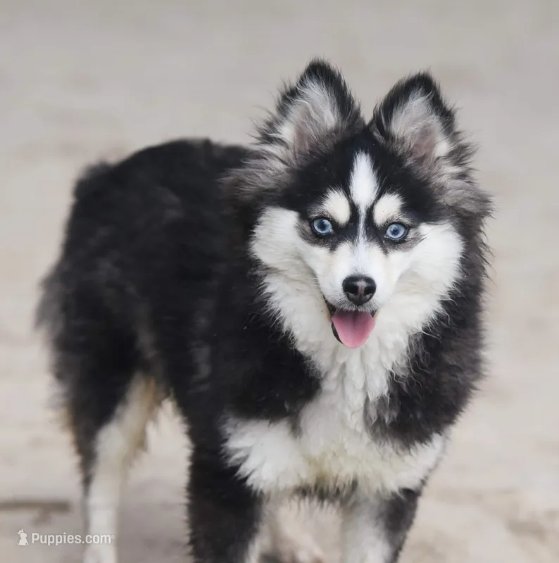 Lady – Pomsky puppy for sale in Fredericksburg, TX