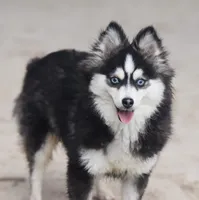 Lady, a female Pomsky for sale in Fredericksburg, TX – 1 of 5