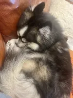 Lady, a female Pomsky for sale in Fredericksburg, TX – 5 of 5