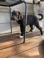 Abigail , a female Great Dane for sale in Washburn, TN – 2 of 3