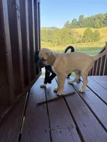 Liberty, a female Great Dane for sale in Washburn, TN – 4 of 4