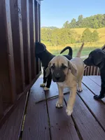 Liberty, a female Great Dane for sale in Washburn, TN – 2 of 4
