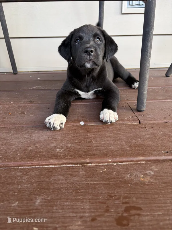 Abigail  – Great Dane puppy for sale in Washburn, TN