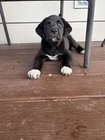 Abigail , a female Great Dane for sale in Washburn, TN – 1 of 3