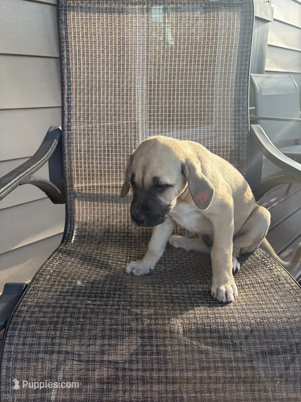 Liberty – Great Dane puppy for sale in Washburn, TN