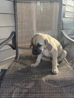 Liberty, a female Great Dane for sale in Washburn, TN – 1 of 4