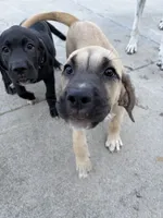 Liberty, a female Great Dane for sale in Washburn, TN – 3 of 4