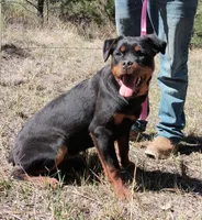 Honey, a female Rottweiler and Labrador Retriever for sale in Billings, MT – 2 of 3
