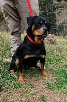 Nora, a female Rottweiler for sale in Billings, MT – 2 of 3