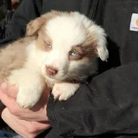 Camolot , a male Miniature Australian Shepherd for sale in Billings, MT – 1 of 1