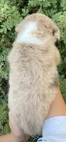 Jasper Jr, a male Miniature Australian Shepherd for sale in Billings, MT – 2 of 2