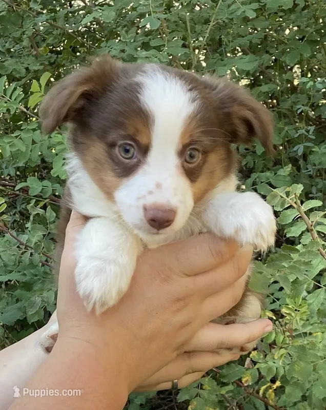 Bindi – Miniature Australian Shepherd puppy for sale in Billings, MT