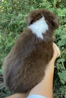 Jaden, a male Miniature Australian Shepherd for sale in Billings, MT – 2 of 2