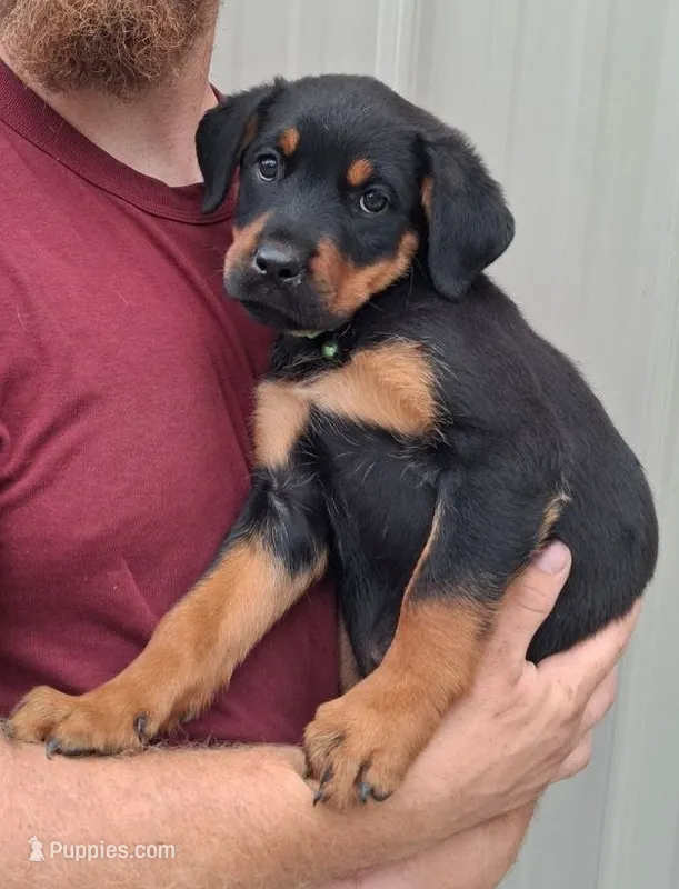 Harlow – Rottweiler puppy for sale in Billings, MT
