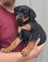 Harlow, a female Rottweiler for sale in Billings, MT – 1 of 3