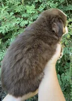 Wiggles, a female Miniature Australian Shepherd for sale in Billings, MT – 2 of 2