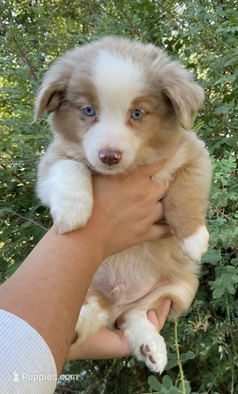 Jasper Jr – Miniature Australian Shepherd puppy for sale in Billings, MT