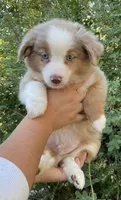 Jasper Jr, a male Miniature Australian Shepherd for sale in Billings, MT – 1 of 2