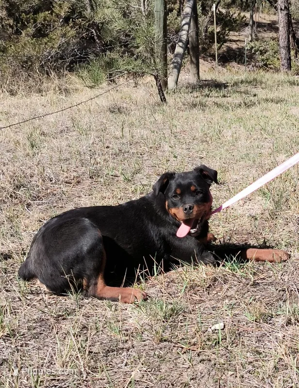 Honey – Rottweiler, Labrador Retriever puppy for sale in Billings, MT