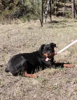 Honey, a female Rottweiler and Labrador Retriever for sale in Billings, MT – 1 of 3