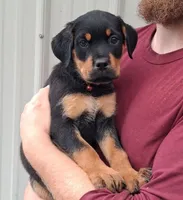 Nora, a female Rottweiler for sale in Billings, MT – 3 of 3