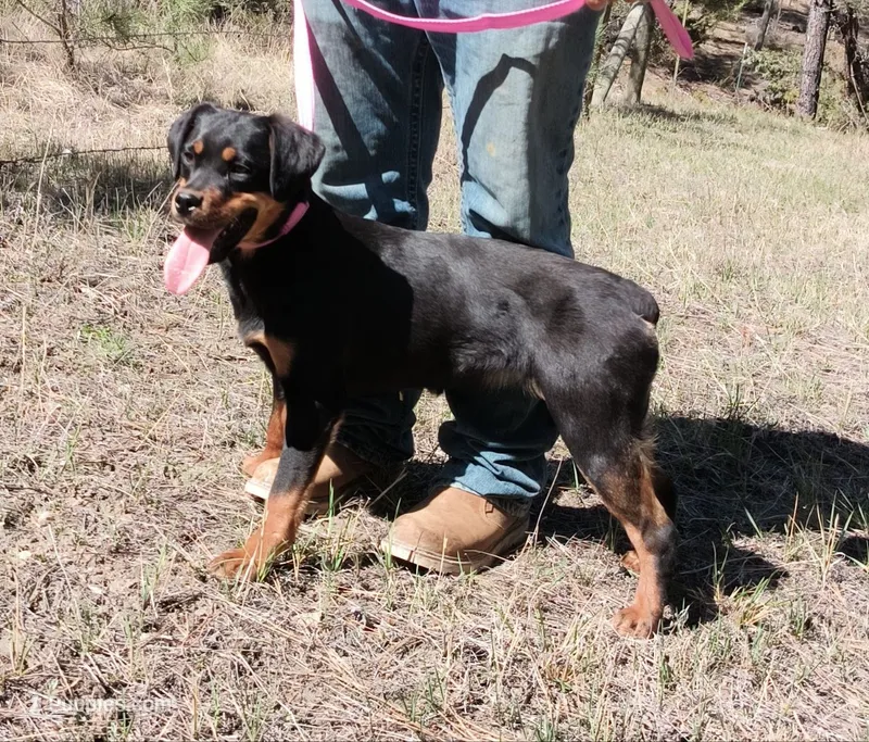 Jazzy, a female Rottweiler and Labrador Retriever for sale in Billings, MT – 1 of 2