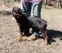 Jazzy, a female Rottweiler and Labrador Retriever for sale in Billings, MT – 1 of 2