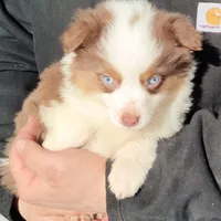 Sammy, a male Miniature Australian Shepherd for sale in Billings, MT – 1 of 1