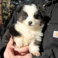 Jack, a male Miniature Australian Shepherd for sale in Billings, MT – Photo 2 of 2