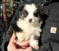 Jack, a male Miniature Australian Shepherd for sale in Billings, MT – Photo 2 of 2