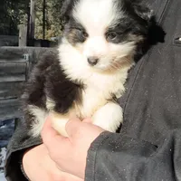 Jack, a male Miniature Australian Shepherd for sale in Billings, MT – Photo 1 of 2
