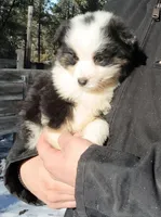 Jack, a male Miniature Australian Shepherd for sale in Billings, MT – Photo 1 of 2