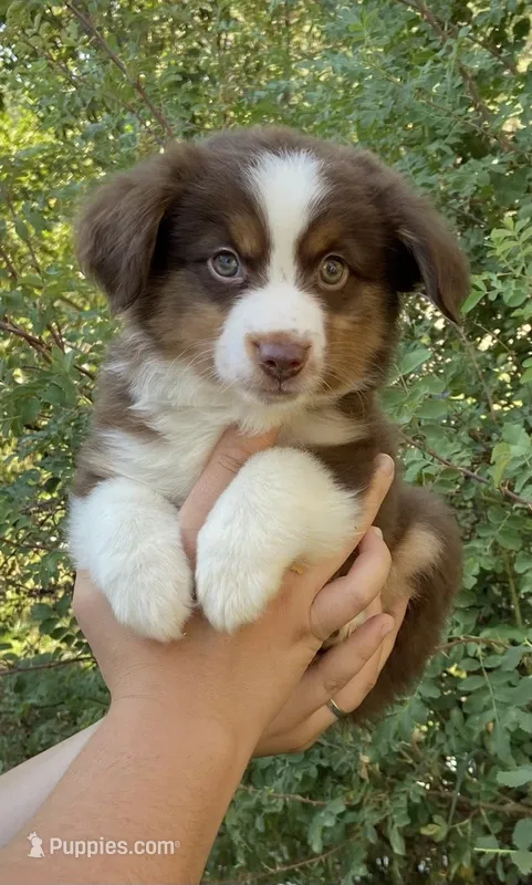Jaden – Miniature Australian Shepherd puppy for sale in Billings, MT